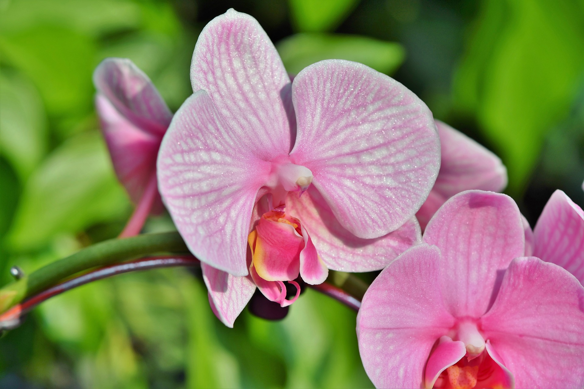 orchids-3938549_1920