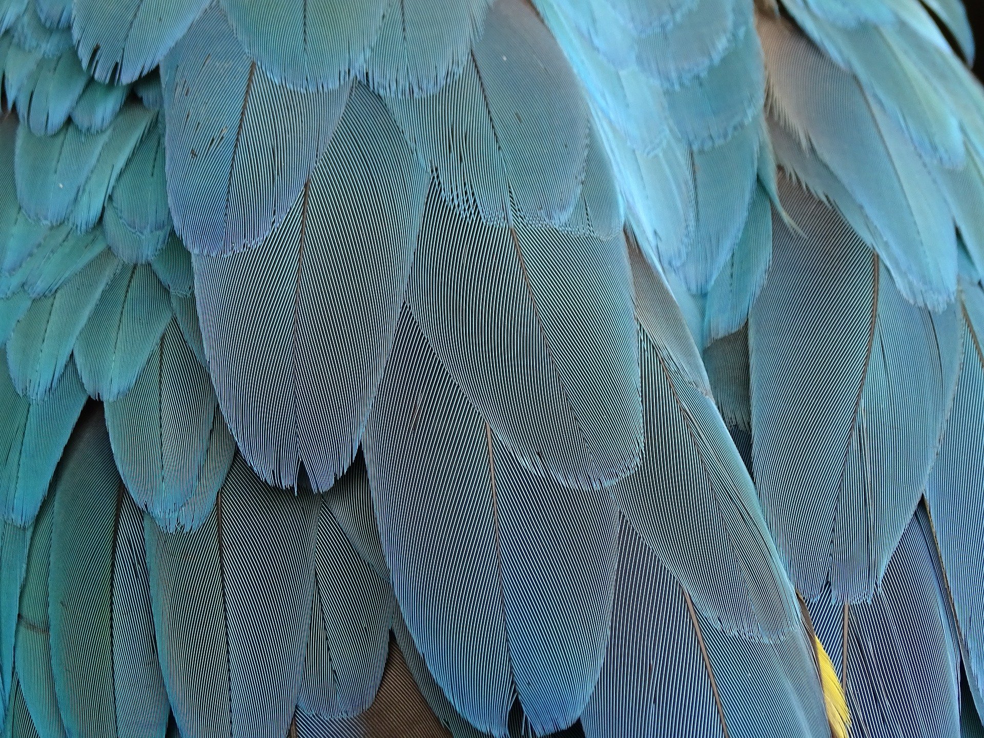 feather-1952382_1920