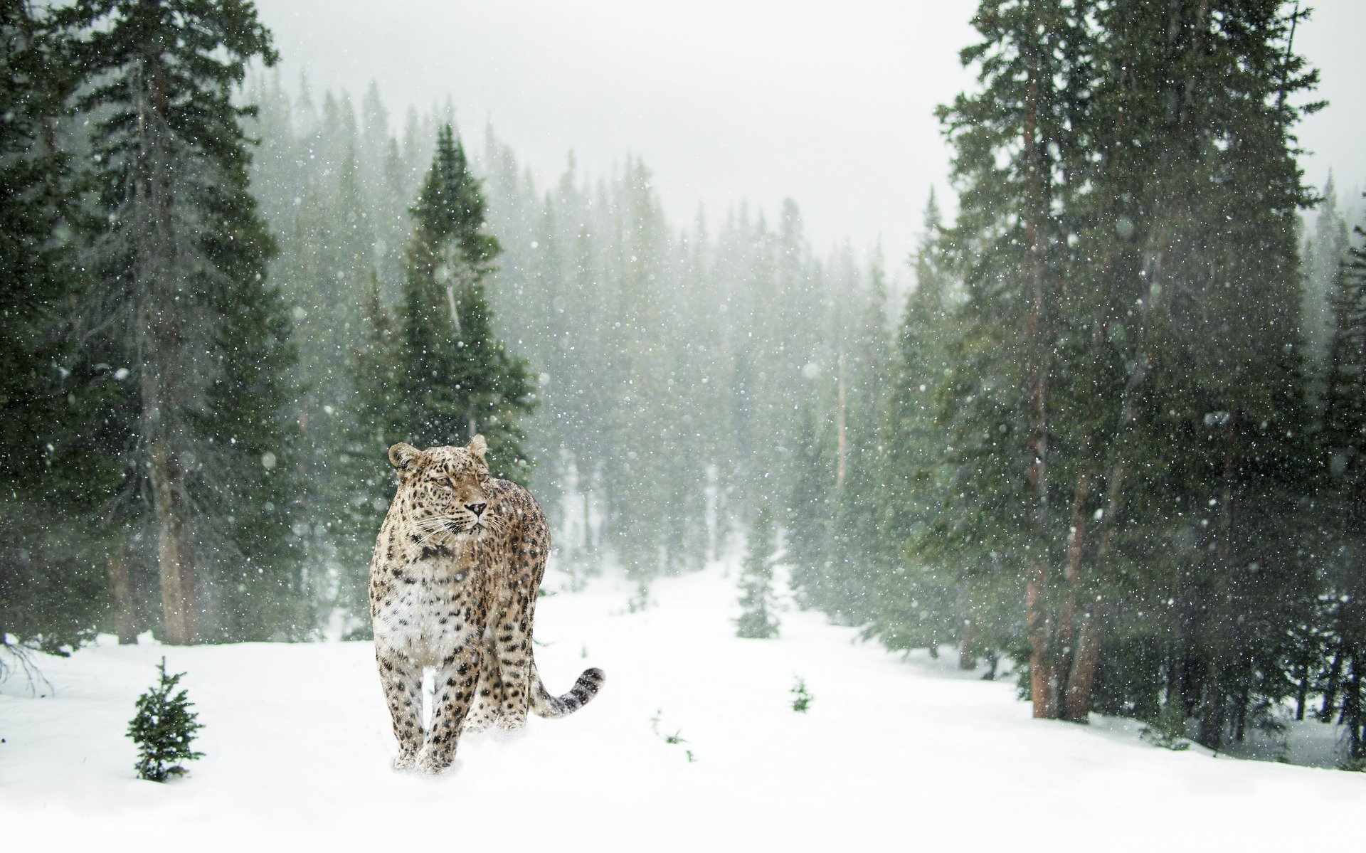 persian-leopard-1647940_1920