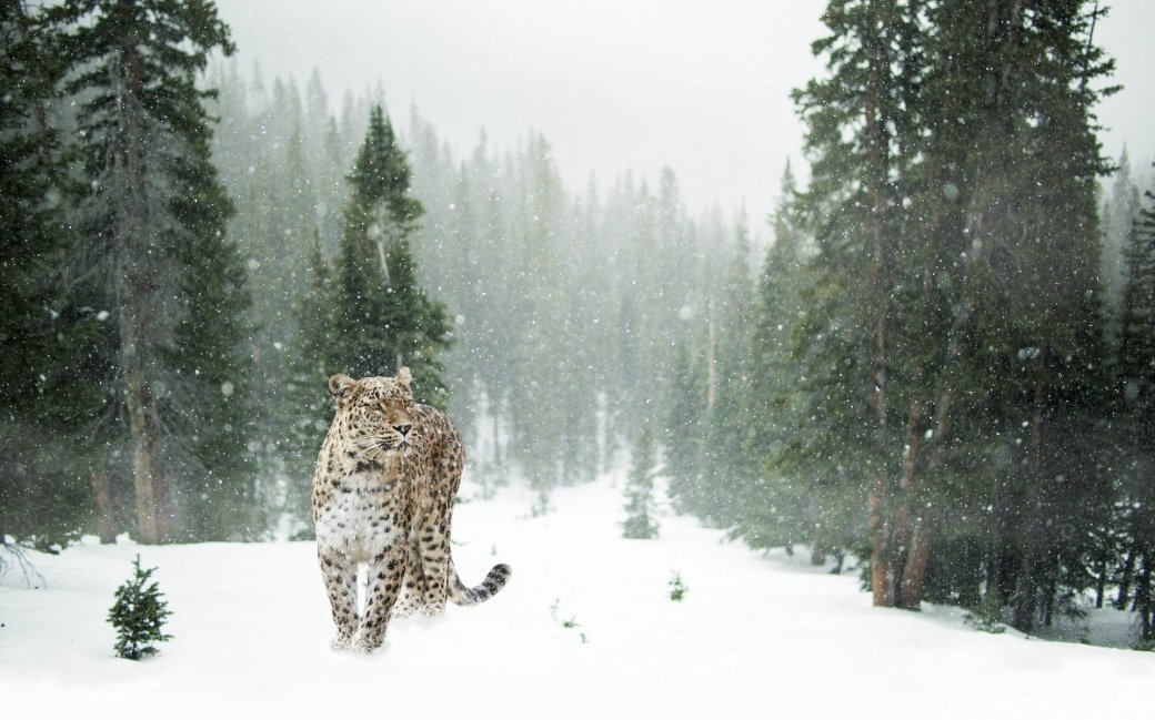 persian-leopard-1647940_1920