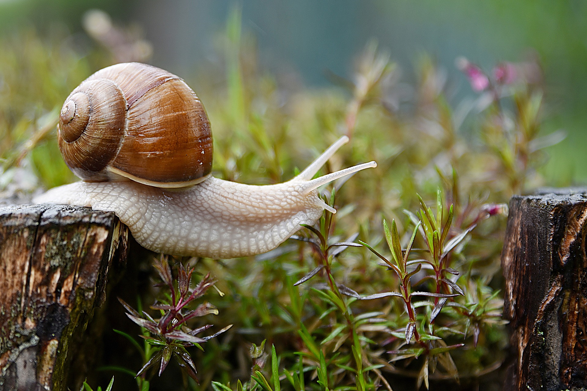 snail-4729777_1920