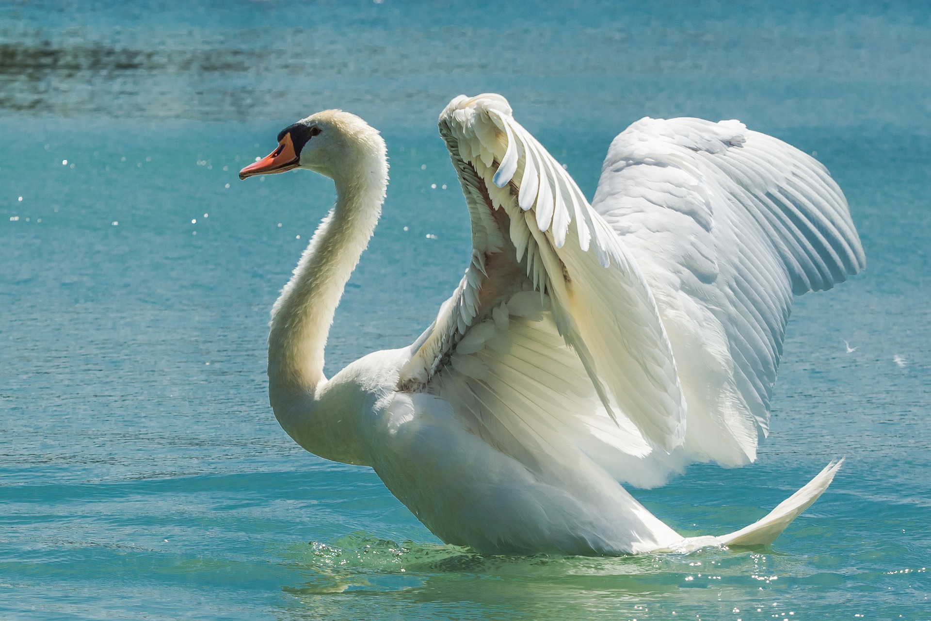 swan-369090_1920