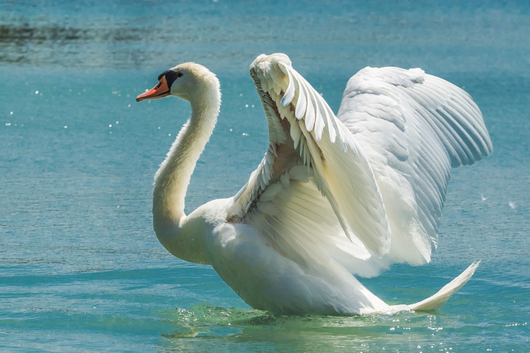 swan-369090_1920